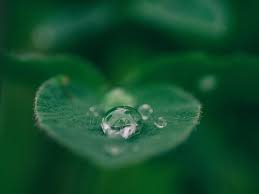 Plants can grow in outer space